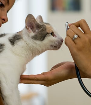 cat sniffing a stethoscope