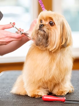 dog grooming in orland park, il
