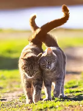 two cats walking outside