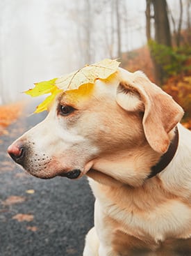 dog sitting outside with a leaf on its head