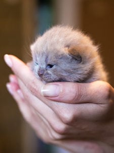 a small kitten being held in a woman's hands