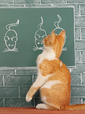 cat looking at chalkboard