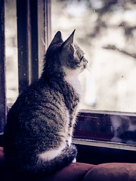 cat looking out a window