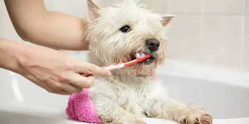dog teeth cleaning in orland park, il