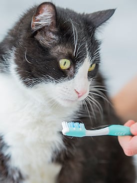 cat looking at toothbrush
