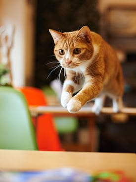 cat mid jump from table to table