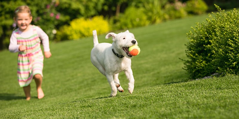 dog physical therapy in orland park, il