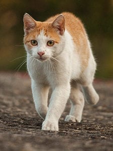 cat walking on a rough terrain