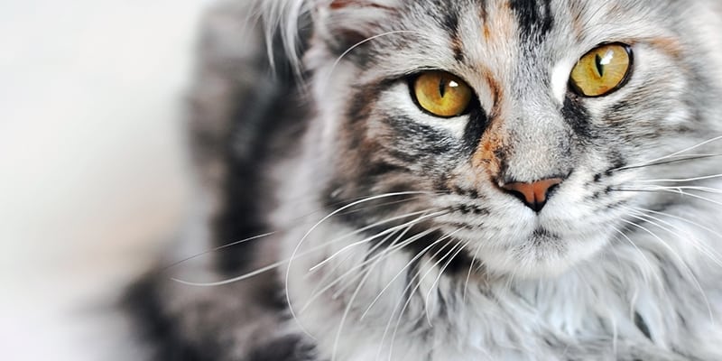 grooming reservation request form in orland park, il