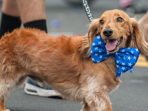 happy dog wearing big blue bow