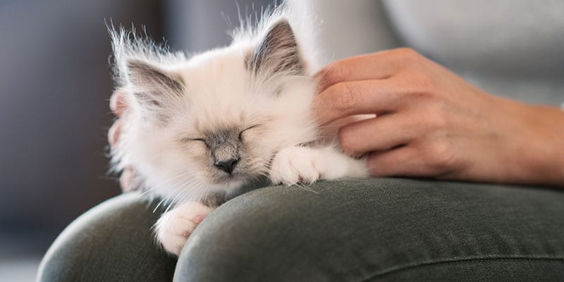 pet adoption in orland park, il
