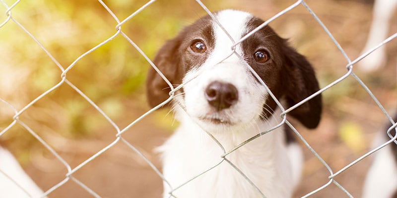 dog adoption in orland park, il