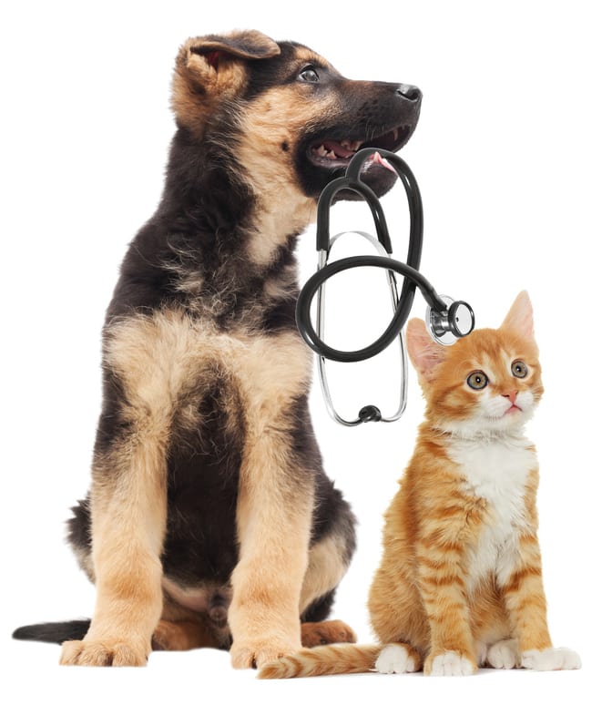 dog and cat with stethoscope