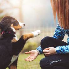 Dog Training Tips for Owners in Orland Park, IL