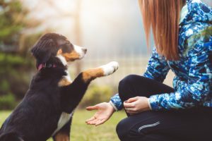 dog training tips in orland park, il
