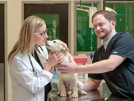 Veterinarian & Animal Hospital in Orland Park, IL | Midwest Animal Hospital