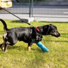 Helping Pets Move Better: Advanced Orthopedic Surgeries at Midwest Animal Hospital