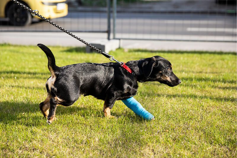 puppy wearing blue cast on leg going for a walk outside