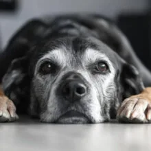 Canine Chiropractic Care: A Gentle Path to Improved Mobility and Wellness