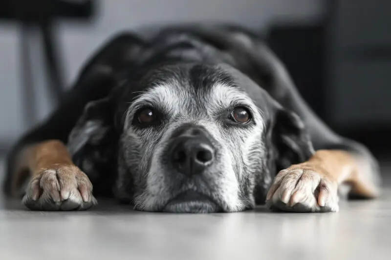 Senior dog with black fur and brown paws with gray hair laying on floor