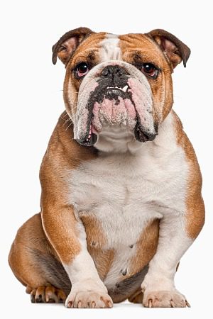 Bulldog sitting with teeth showing
