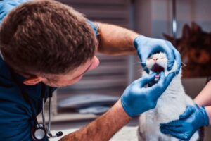 Male veterinarian checking a cat's teeth