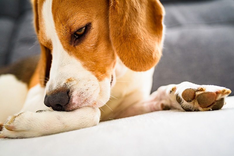 Beagle biting leg